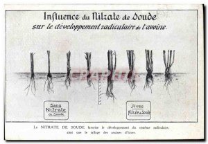 Old Postcard Advertisement Influence of nitrate of soda on the root developme...