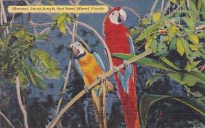 Macaws Parrot Jungle Red Road Miami Florida