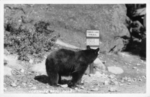 RPPC Yosemite National Park, CA Black Bear Tenaya Lake Trail '50s Vintage Photo