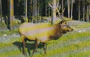 Canada Male Wapiti Elk Canadian Rockies