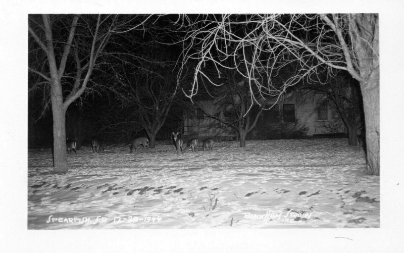 Spearfish SD South Dakota Black Hills Winter Deer RPPC Real Photo Postcard 1944