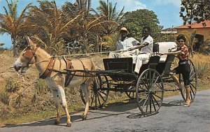 Old Donkey Drawn Buggy on Country Road Barbados West Indies Unused 