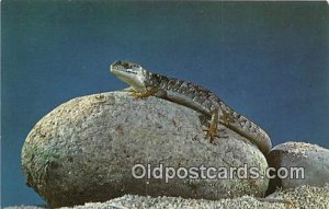 Color Photo by Louis & Virginia Kay Lizards Unused 