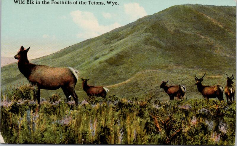 Wild Elk in Foothills of Tetons WY Wyoming Postcard E47