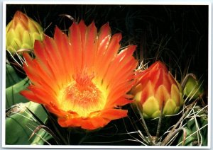 Postcard - Fish-Hook Barrel Cactus (Ferocactus Wializenii)