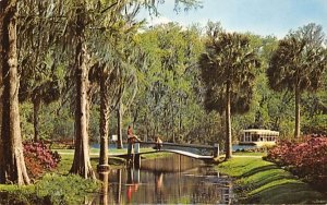 Beautiful azalea borders the banks of a small stream Silver Springs, Florida  