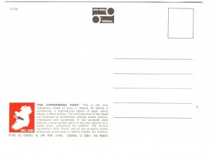 Famous Connemara Ponies. Ireland