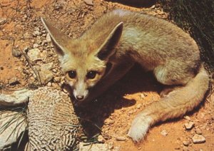 Ruppells Sand Fox Saudi Arabia Riyadh Arabic Postcard