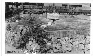 RPPC Redwood Tree Section KNOTT'S BERRY FARM Buena Park c1940s Vintage Postcard