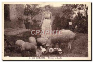 Old Postcard Our Campaigns Dejeuner family Pig sow Pig