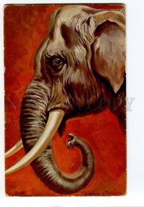 3039112 Head of Cute ELEPHANT. By DONADINI vintage PC