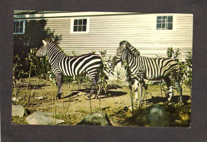 NH Benson Animal Farm Amusement  Park Hudson New Hampshire Postcard Zebras