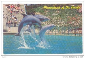 Leaping Dolphin Trio, Marineland Of The Pacific, 1940-1960s