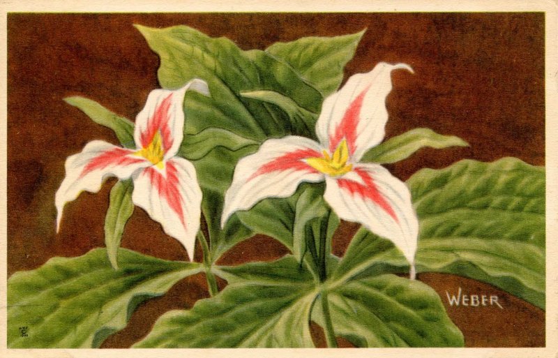 Painted Trillium    Artist: Weber