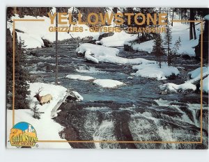 Postcard Grizzlies-Geysers-Grandeur, Yellowstone