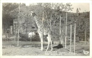 RPPC Postcard; Patches the Giraffe, Griffith Park Zoo, Los Angeles CA Frashers