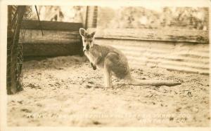 Kangaroo Ostrich Alligator Farm Zoo 1930s Lantana Florida RPPC real photo 5547