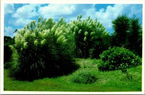 Jekyll Island Georgia GA Pampas Grass WB Postcard UNP VTG Plastichrome Unused 