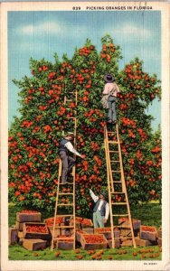 Florida Humour Picking Oranges In Florida 1935 Curteich