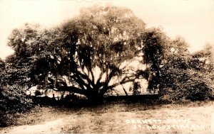 Florida St Augustine Garnett Grove Real Photo