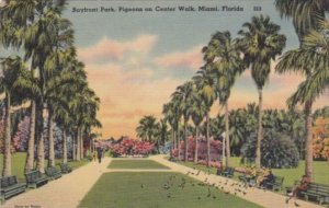 Florida Miami Bayfront Park With Pigeons On Center Walk