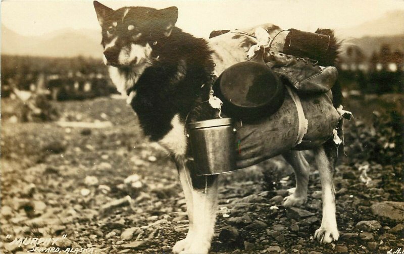 RPPC Postcard 'Murphy' Husky Dog Carries Pack w/ Camping Gear