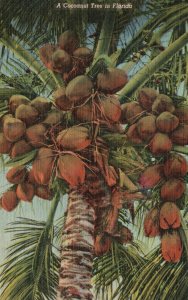 Vintage Postcard 1959 Cocoanut Tree In Florida Tropical Florida Series