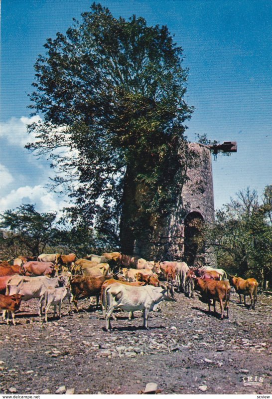 GUADELOUPE - Vieux moulin , 50-70s