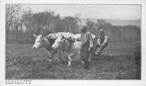 C-1910 Farm Agriculture TEM &.White North Conway New Hampshire Postcard 8533