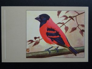 Bird Theme RED SISKIN c1950s Postcard by P. Sluis Series 2 No.21