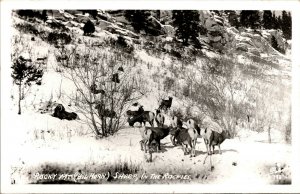 Vtg 1950s Rocky Mountain Bighorn Sheep CO Rockies RPPC Real Photo Postcard