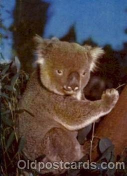 Koala - Australia Bear, Koala Bears 1960 