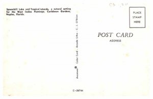 Postcard GARDEN SCENE Naples Florida FL AT3841