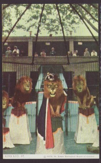 King Leo the Lion,Lion Act,St Louis Zoo,MO Postcard 