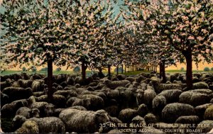 Sheep In The Shade Of The Old Apple Tree Scenes Along The Country Roads 1914