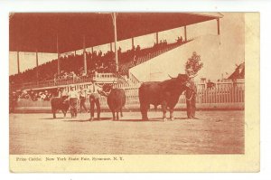 NY - Syracuse. NY State Fair, Prize Cattle, Grandstand  ca 1908