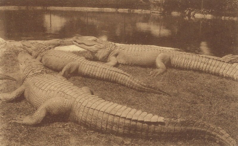 Belgium Antwerp Anvers Alligator in Animal Zoo 06.32 