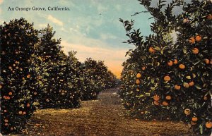 An Orange Grove Misc California  