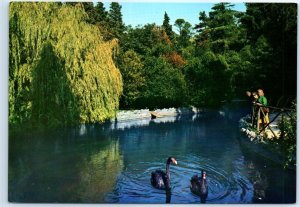 Postcard - The swannery, Parco di Miramare - Trieste, Italy