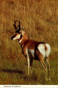 Wyoming American Pronghorn Antelope