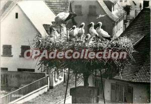 Postcard Modern picturesque Alsace Les Grandes Families