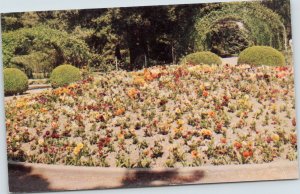 postcard Tacoma Washington - Point Defiance Park pansy bed