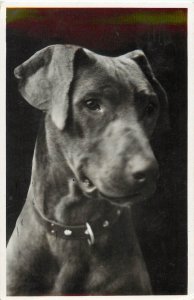 RPPC Dog Great Dane Type Dog From The Netherlands Shiny Gray