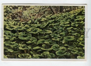 428069 Flower Asarum europaeum Vintage Sammelwerk Tobacco Card w/ ADVERTISING