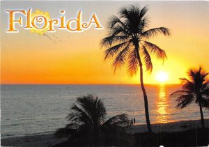 US11 USA Florida 2014 sunset scene beach palm tree