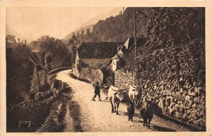 Lot150 les pyrenees route de saint savin a cauterets cow types france