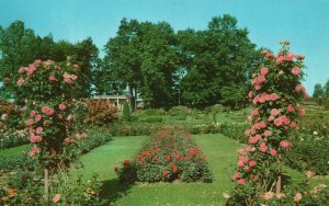 Vintage Postcard Mercedes Gallart Roses Pillars Christopher Stone Pennsylvania