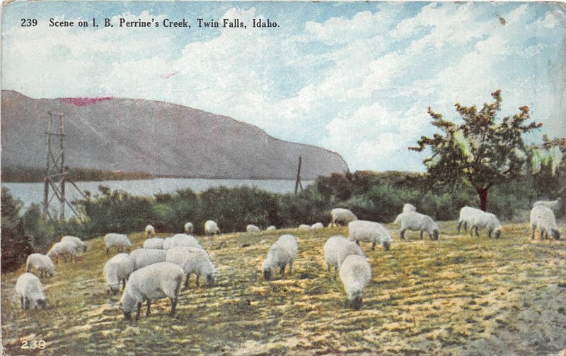 H83/ Twin Falls Idaho Postcard c1910 I.B. Perrine's Creek Sheep 55