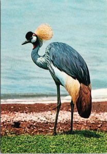 Crested Crane African Birds Series Bird Unused Vintage Postcard C1