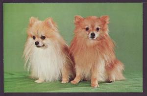 Pomeranian Dogs Post Card K313